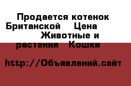 Продается котенок Британской  › Цена ­ 1 500 -  Животные и растения » Кошки   